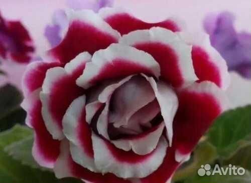 Глоксинии детки махровые