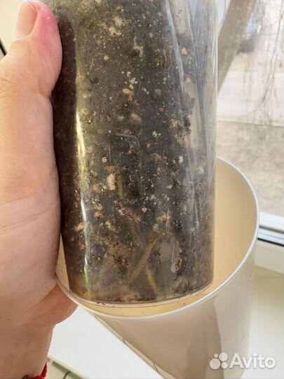 Сингониум милк конфети