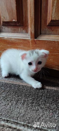 Котята от шотландской мамы