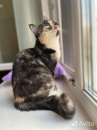 Кошка в добрые руки