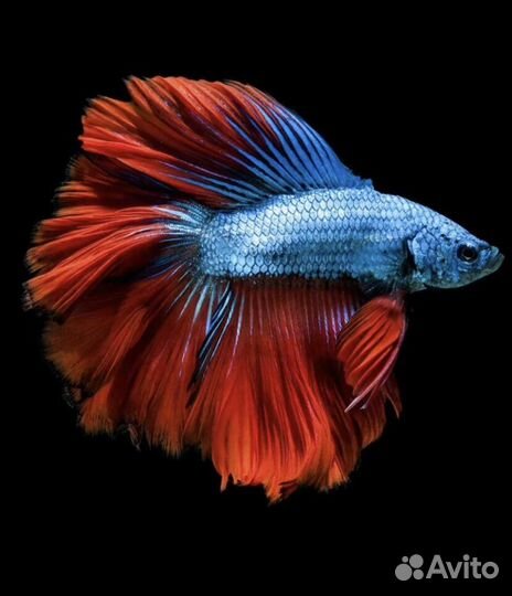 Аквариумные рыбки