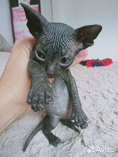 Донской сфинкс котята