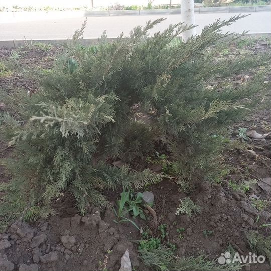 Можжевельник