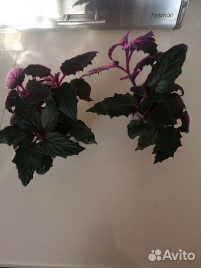 Гинура и другие