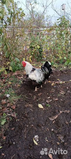 Продам петуха, 2 года