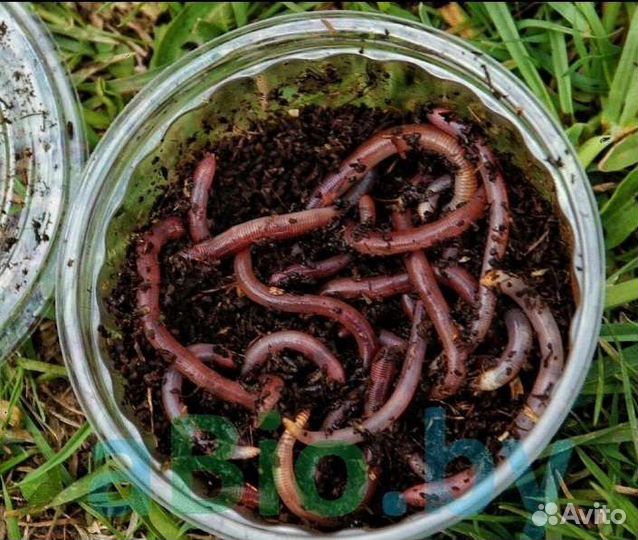 Опарыш, навозник и выползок без выходных