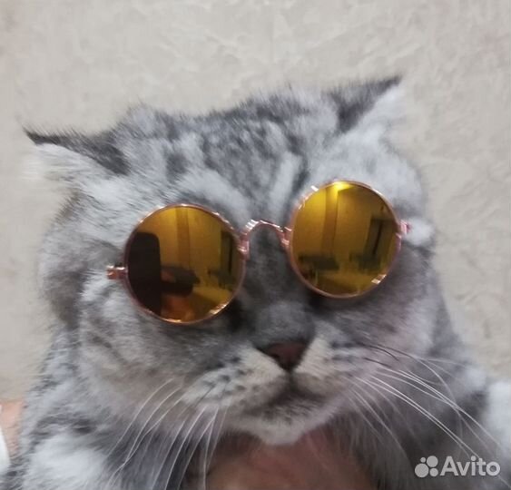 Очки для животных