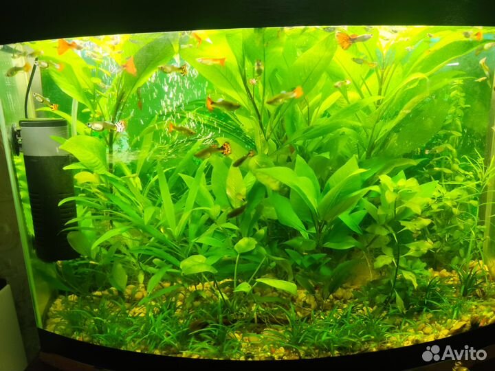 Аквариумные рыбки