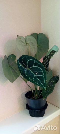 Растения для дома и офиса