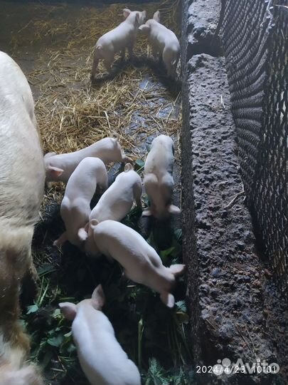 Поросята молочные
