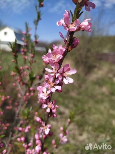 Миндаль декоративный
