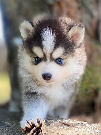 Микро Помски, померанский мини хаски