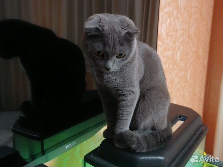 Кошка в добрые руки