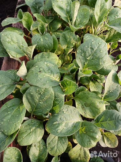 Рассада помидор,перца,баклажан