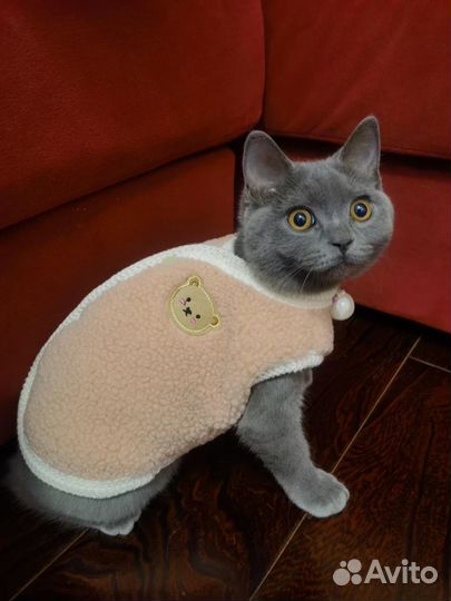 Одежда для кошки собаки