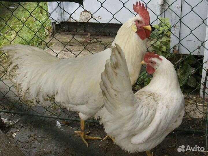 Куры несушки