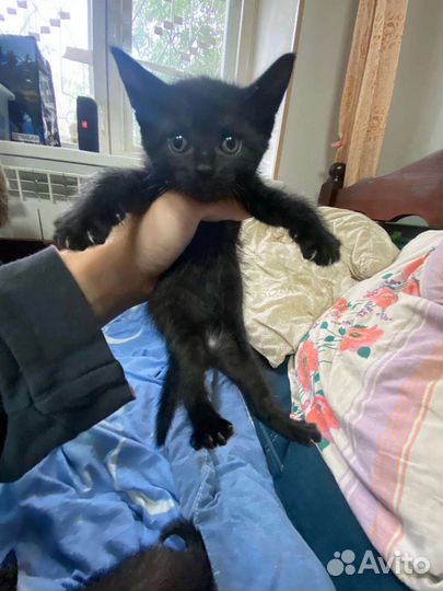 Котята в добрые руки бесплатно