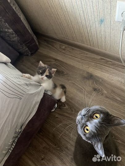 Кошки породистые бесплатно