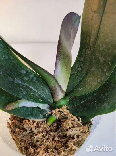 Орхидея фаленопсис P.Mandala 3.5