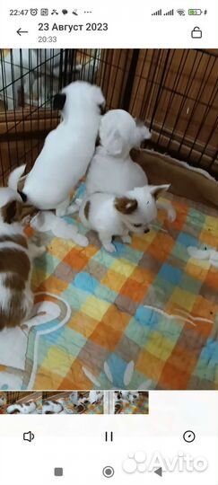 Щенки чихуахуа