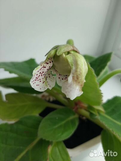 Глоксиния разных расцветок цветущие