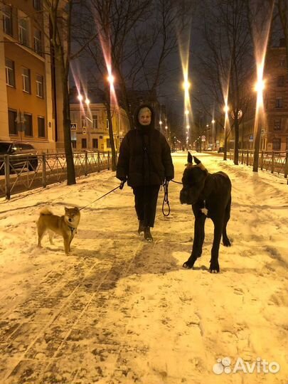 Выгул собак, догситтер, передержка