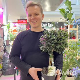 Растение горшечное Мирт Буш d12 купить в Томске