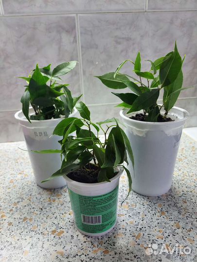 Фикус(детки укорененные)