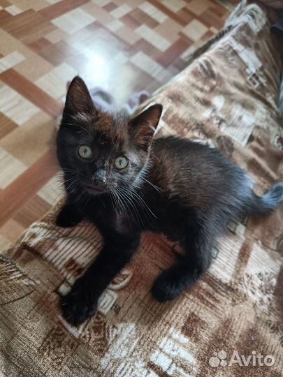 Черный котенок мальчик