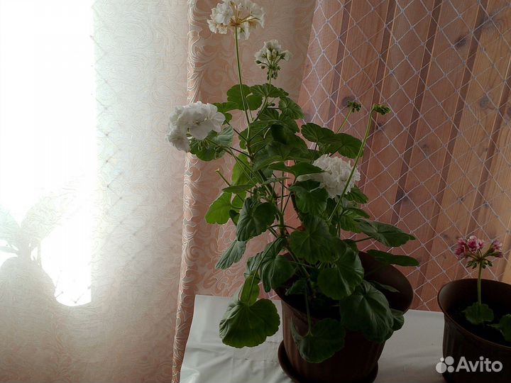 Герань пеларгония низкорослые и обычные