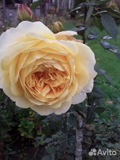 Саженцы роз