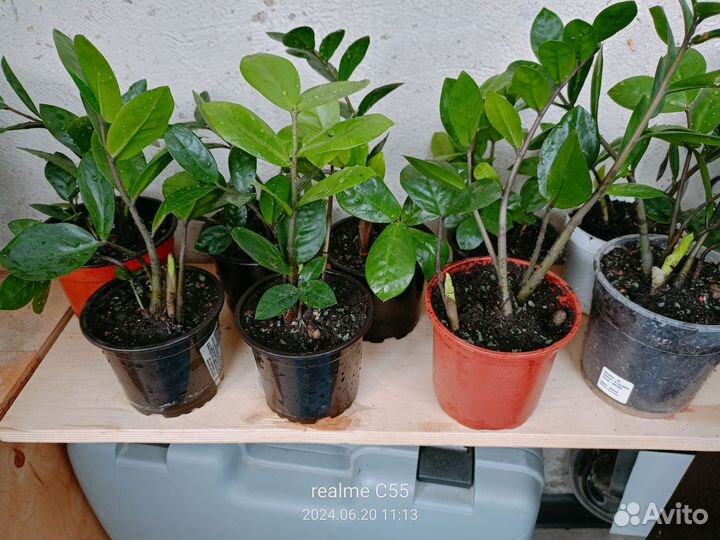 Долларовое дерево/ замиокулькас