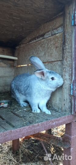Кролик самец