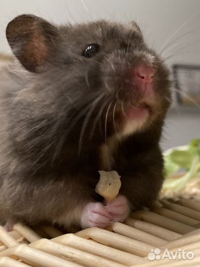 Сирийский хомяк. Крупняшка из хохо