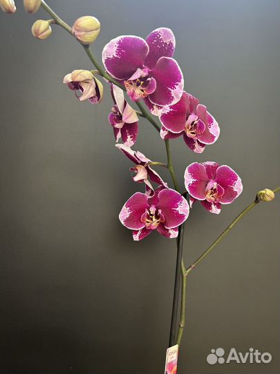Орхидея фаленопсис