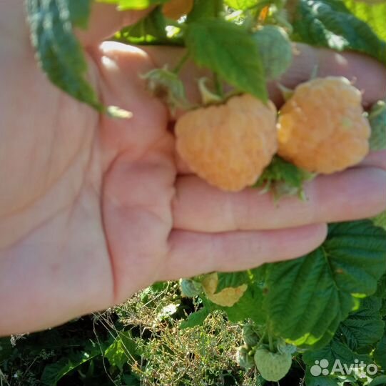 Продаем саженцы малины, смородины и клубники