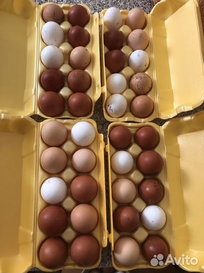Яйца домашние от курочек молодок