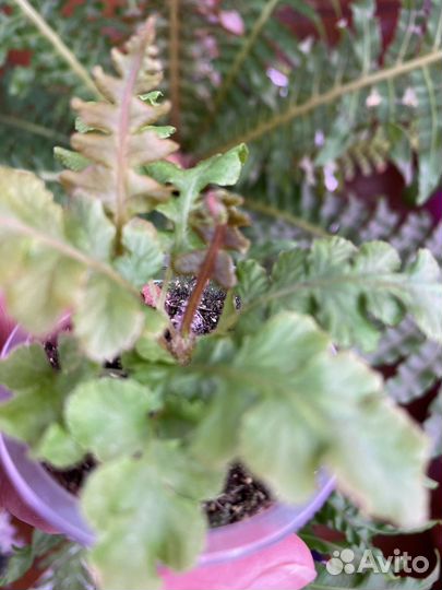 Редкий папоротник Блехнум Вулкано