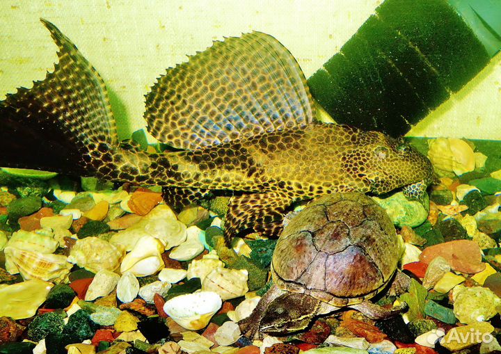 Мускусная черепаха и сом