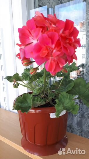 Пеларгония Ириол Сударыня Анна