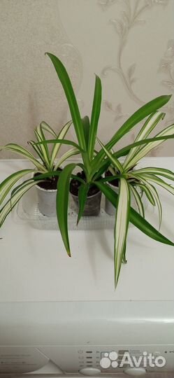 Комнатные цветы