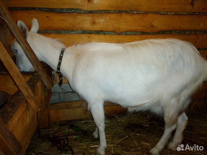 Зааненская дойная коза