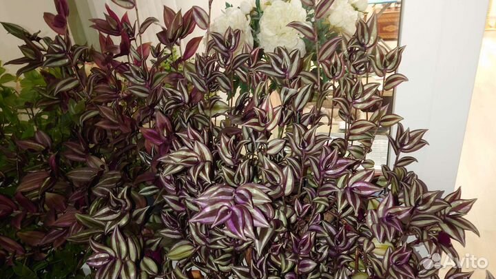 Традесканции и каллизии большие, в горшках