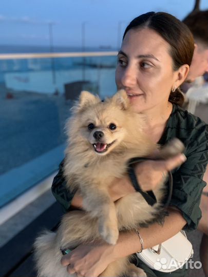 Шпиц для случки