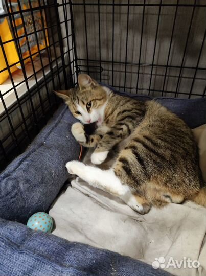 Ласковый котик в добрые руки