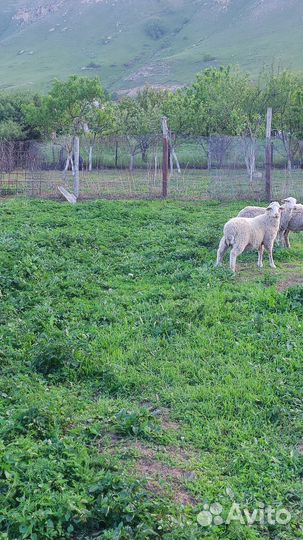 Баранчики,ярки,овцы