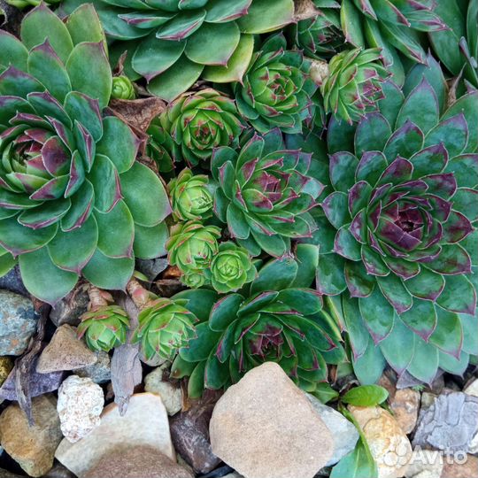 Молодило каменная роза (бесплатно)