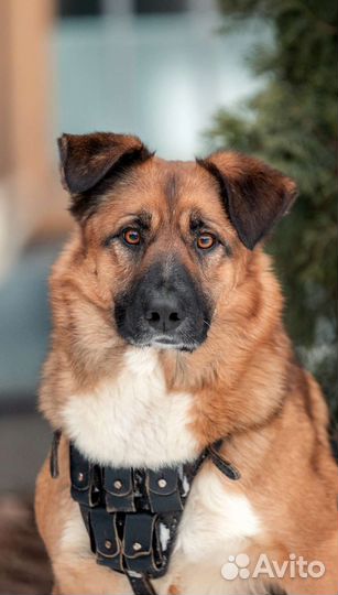 Собака Марти ищет дом (кобель)