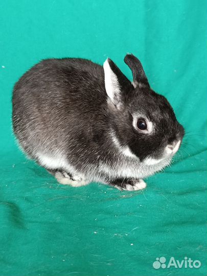 Нидерландский кролик