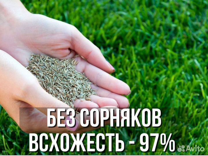Семена газонной травы газон